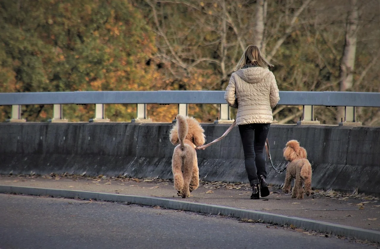 Peut-on entrer avec son chien ? Les règles maison, lieu par lieu